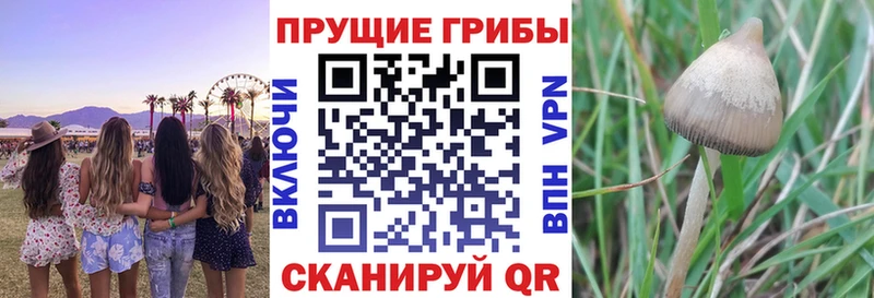 нарко площадка формула  Нерчинск  Псилоцибиновые грибы мицелий 